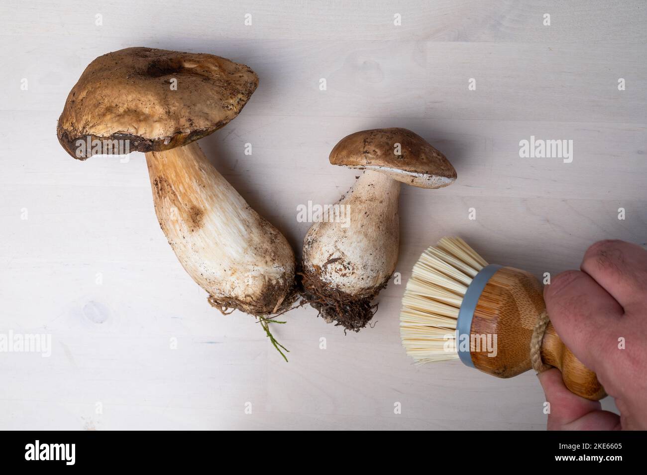Boletus Edulis Pilze auf Holzgrund mit Reinigungsbürste. Bio-Waldfutter, essbare frisch gepflückte Pilze Steinpilze. Erntefutter im Herbst Stockfoto