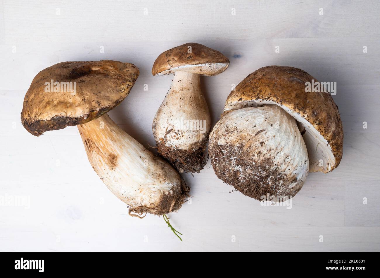 Boletus Edulis Pilze auf Holz Hintergrund. Bio-Waldfutter, essbare frisch gepflückte Pilze Steinpilze. Lebensmittelkonzept Herbsternte. Stockfoto