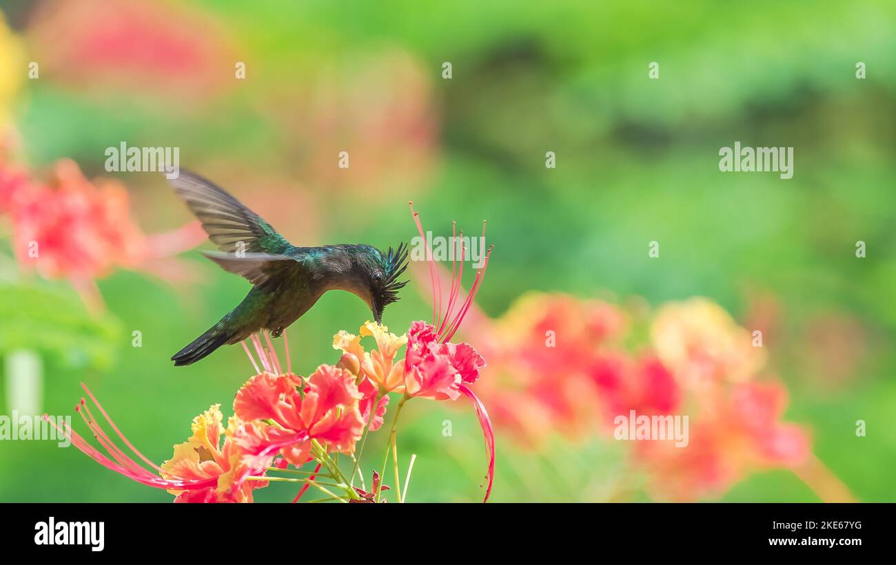 Eine Nahaufnahme von Antillean Crested Kolibri auf schönen blühenden Blumen in einem Garten Stockfoto