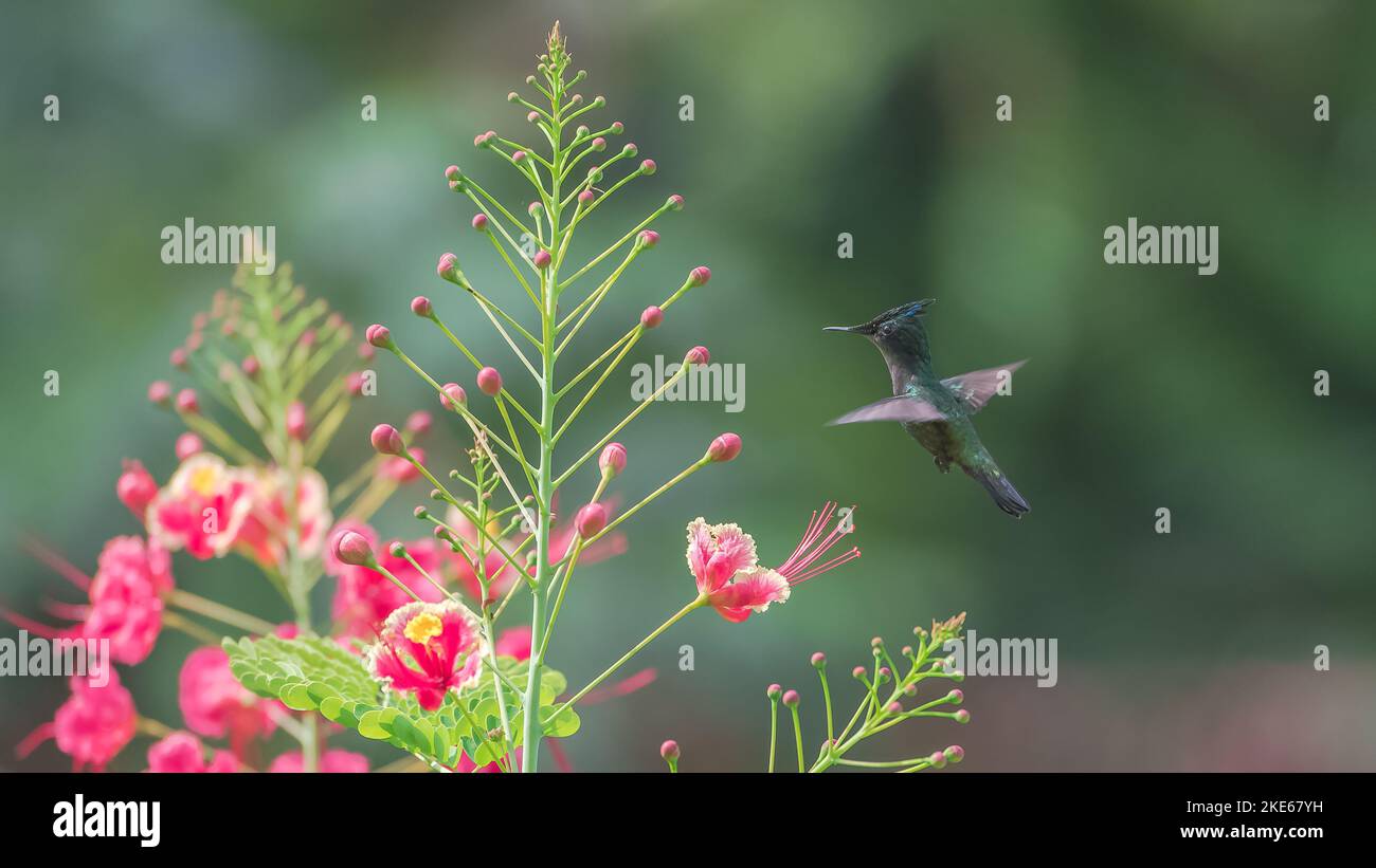 Eine Nahaufnahme von Antillean Crested Kolibri auf schönen blühenden Blumen in einem Garten Stockfoto