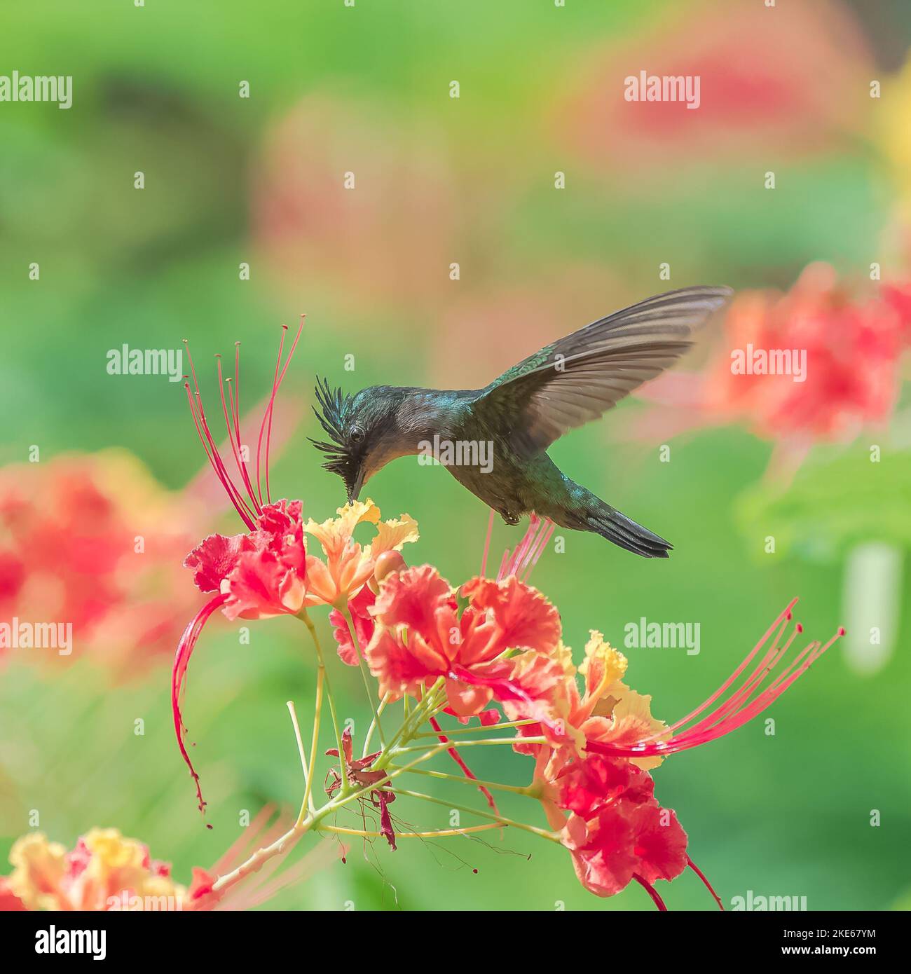 Eine Nahaufnahme von Antillean Crested Kolibri auf schönen blühenden Blumen in einem Garten Stockfoto
