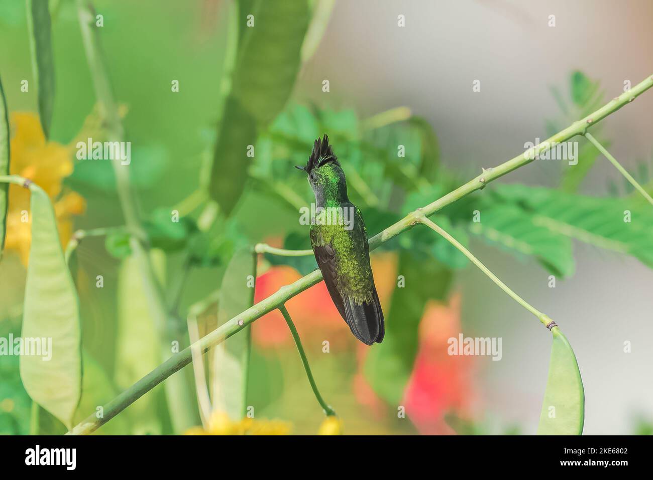 Eine Nahaufnahme von Antillean Crested Kolibri auf schönen blühenden Blumen in einem Garten Stockfoto