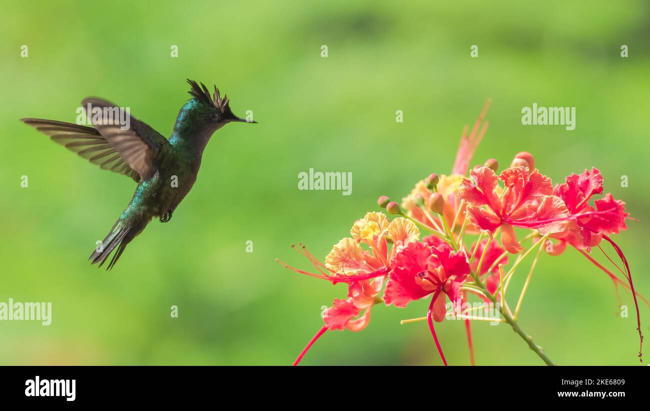 Eine Nahaufnahme von Antillean Crested Kolibri auf schönen blühenden Blumen in einem Garten Stockfoto