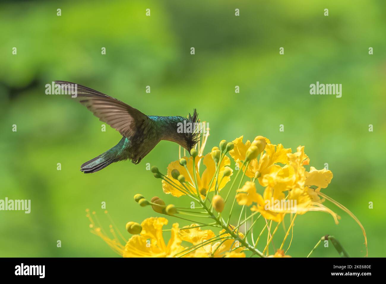 Eine Nahaufnahme von Antillean Crested Kolibri auf schönen blühenden Blumen in einem Garten Stockfoto