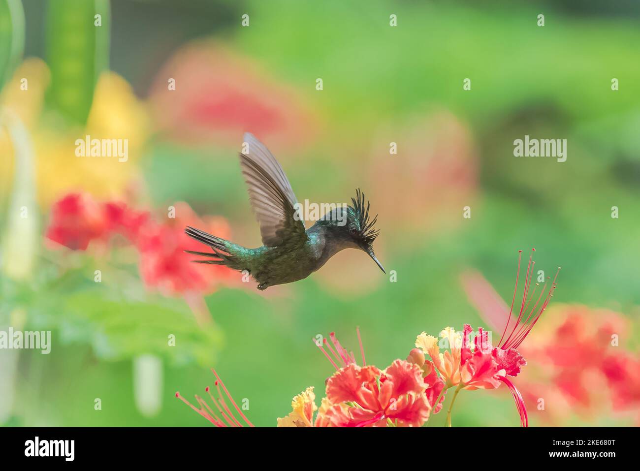 Eine Nahaufnahme von Antillean Crested Kolibri auf schönen blühenden Blumen in einem Garten Stockfoto