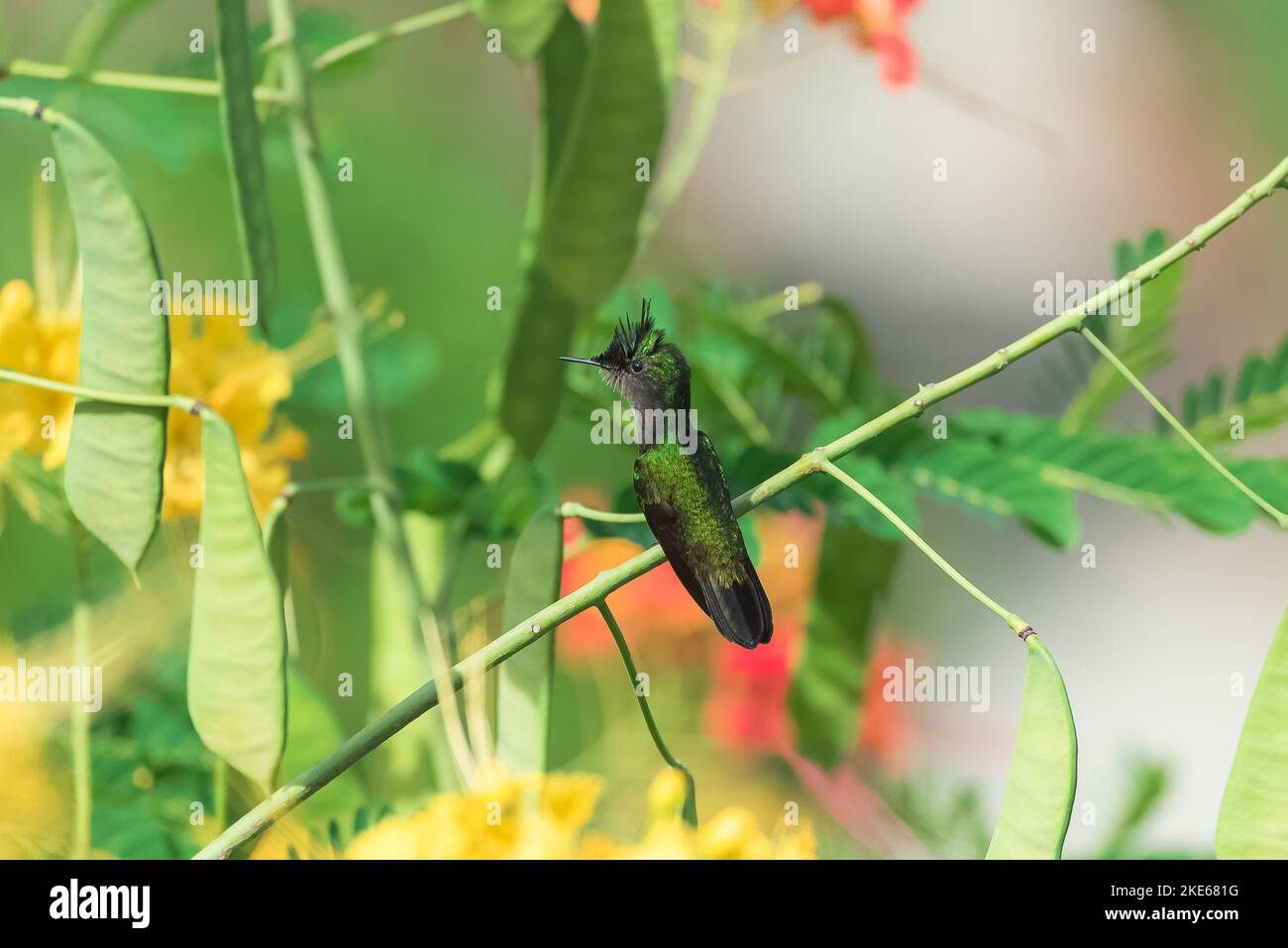 Eine Nahaufnahme von Antillean Crested Kolibri auf schönen blühenden Blumen in einem Garten Stockfoto