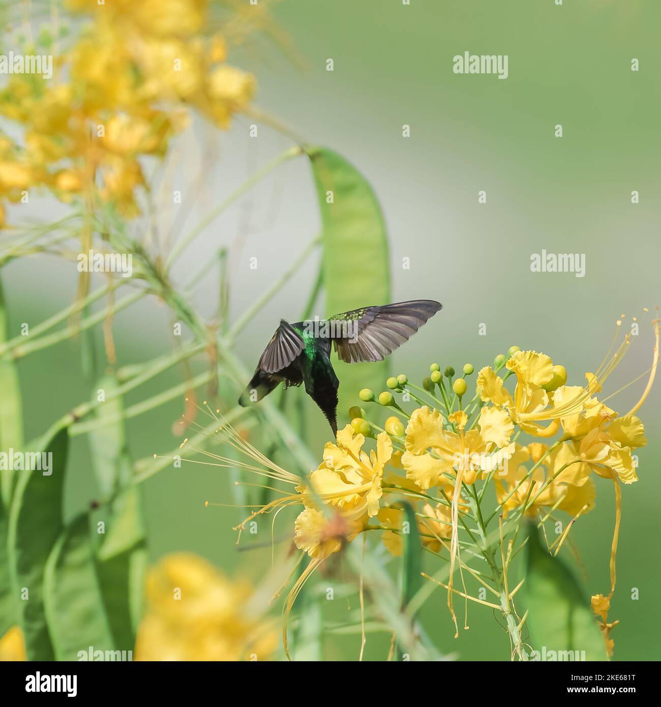Eine Nahaufnahme von Antillean Crested Kolibri auf schönen blühenden Blumen in einem Garten Stockfoto