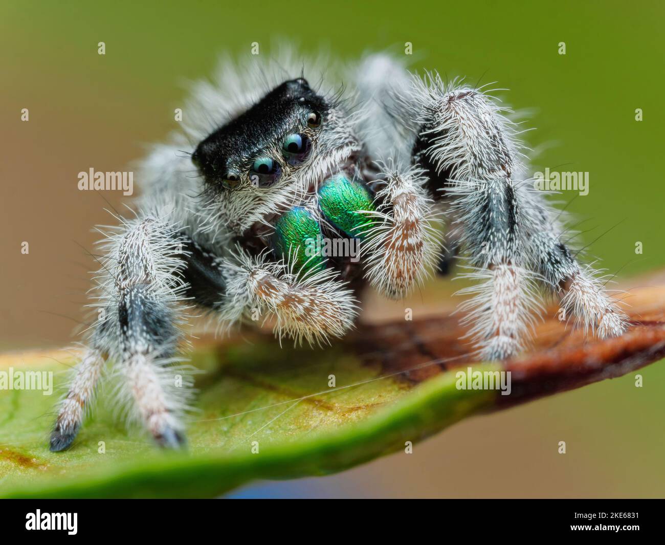 Regal springende Spinne männlich sub adult - Phidippus regius Spezies aus USA Florida Everglades Stockfoto
