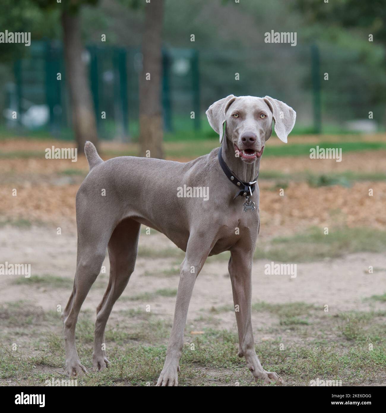 Ein wunderschöner Weimaraner Hund in einem französischen Hundepark, der die Kamera anschaut Stockfoto