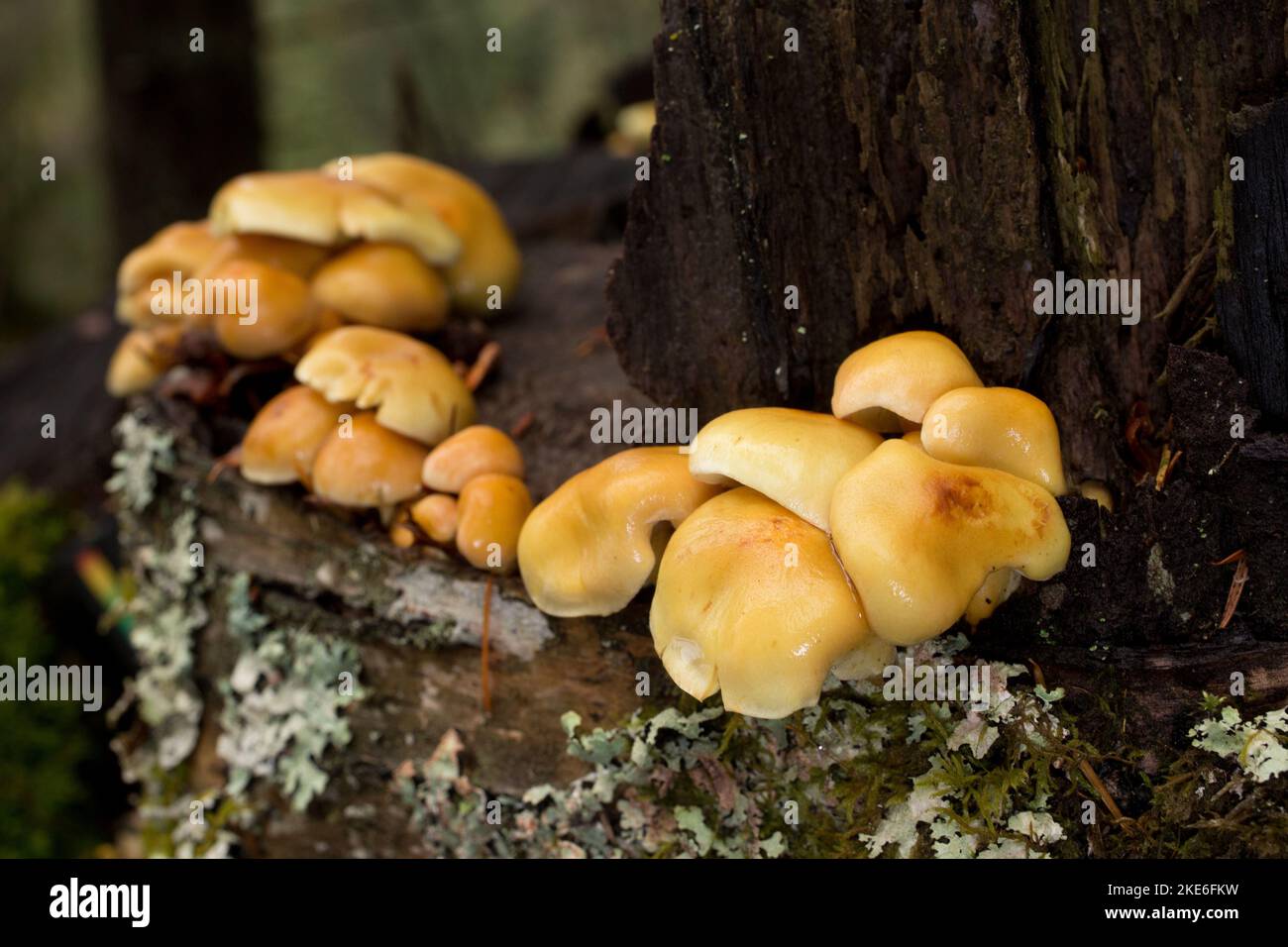 Sulfur Tuft Mushrooms, Hypholoma fasciculare, wächst auf verrottenden roten Birkenstumpf, oberhalb von Callahan Creek, westlich von Troy, Montana Stockfoto