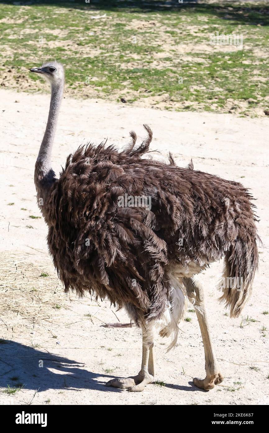 Gewöhnlicher Strauß oder einfach Strauß, ist eine Art von großen flugunfreien Vögeln, die in bestimmten großen Gebieten Afrikas beheimatet ist. Stockfoto