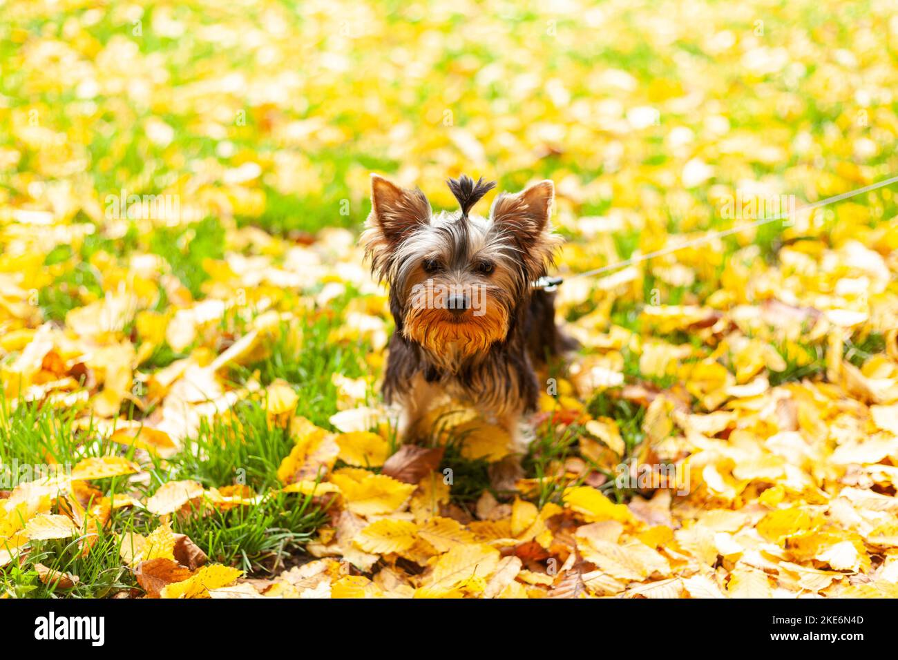 Ein kleiner Yorkshire Terrier Welpe sitzt an der Leine auf einem herbstlichen Rasen mit abgefallenen Blättern. Netter Hund für einen Spaziergang Stockfoto