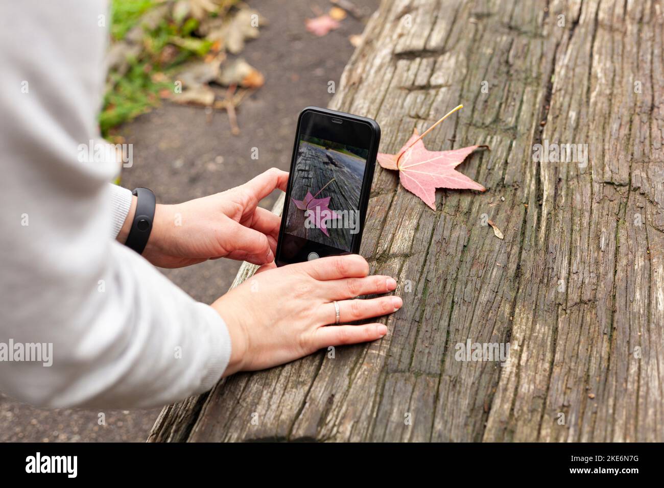 Weibliche Hände fotografieren am Telefon ein herbstliches rot-gelbes Ahornblatt, das auf einem alten Holztisch liegt Stockfoto