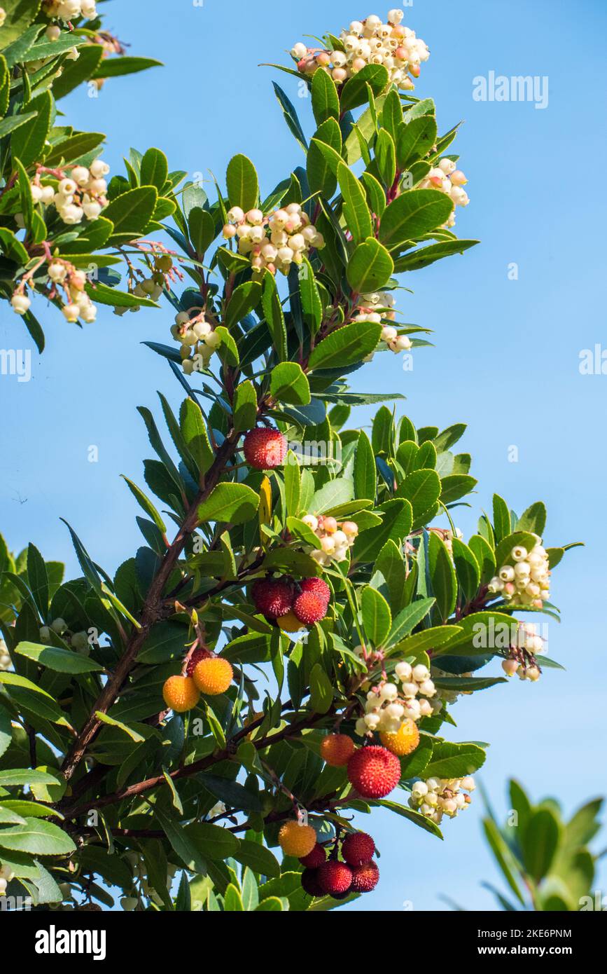 Il corbezzolo, è uno degli arbusti più rappresentativi della Macchia mediterranea. Dai suoi frutti, si ottiene un'ottima marmellata. Stockfoto