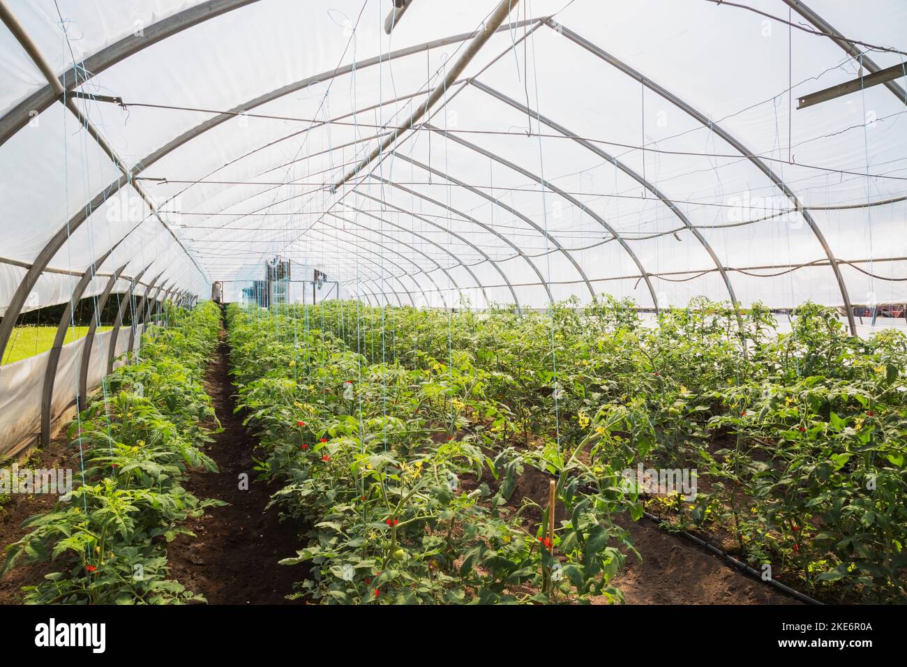 Reihen Lycopersicon esculentum – Tomatenpflanzen, die organisch im Gewächshaus aus Polyethylenfolie wachsen. Stockfoto