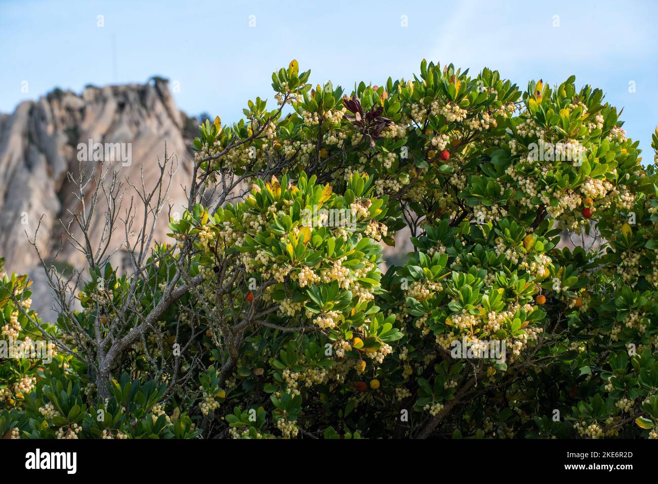 Il corbezzolo, è uno degli arbusti più rappresentativi della Macchia mediterranea. Dai suoi frutti, si ottiene un'ottima marmellata. Stockfoto