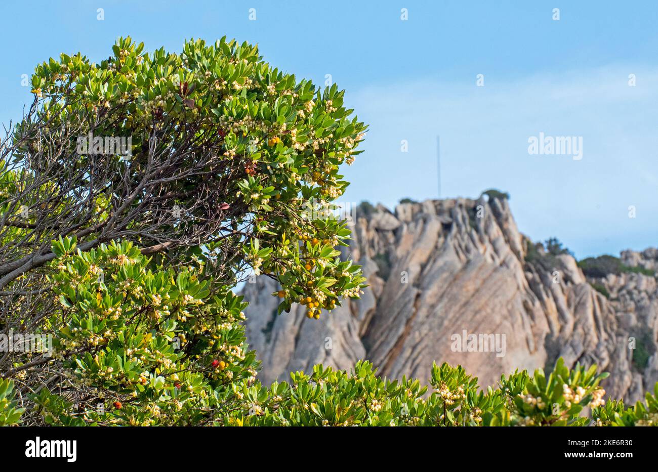 Il corbezzolo, è uno degli arbusti più rappresentativi della Macchia mediterranea. Dai suoi frutti, si ottiene un'ottima marmellata. Stockfoto