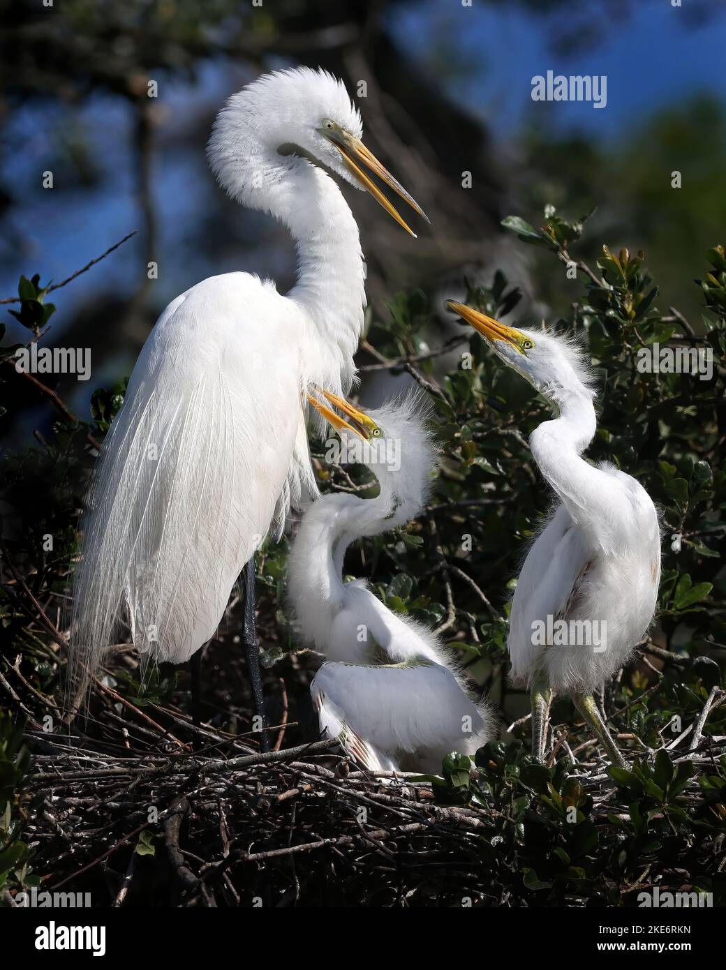 Familie der Snowy Egrets Stockfoto