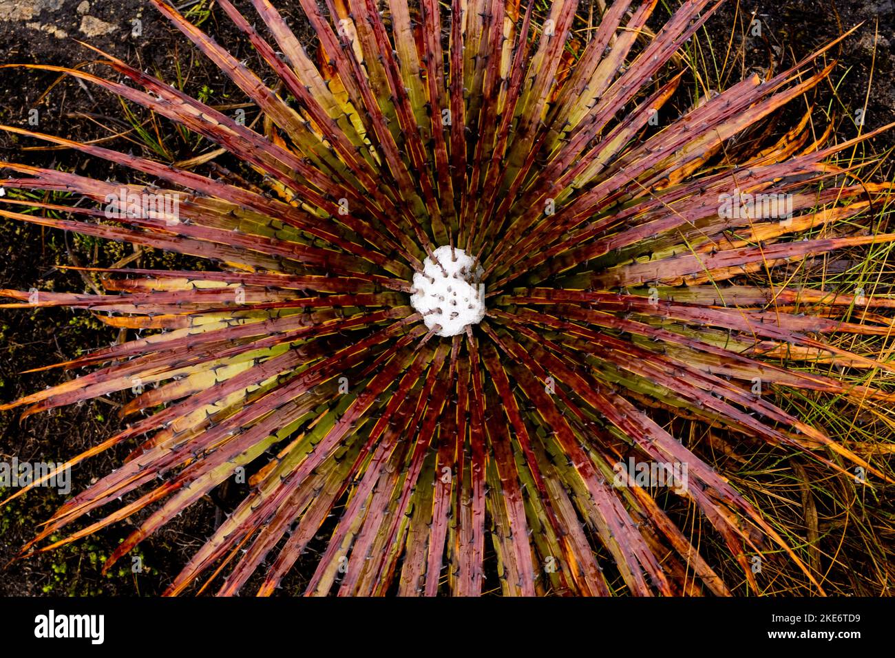 Nahaufnahme einer puya (Bromelia)-Pflanze mit Schnee im Nationalpark von Cjas im Andenhochland Ecuadors Stockfoto
