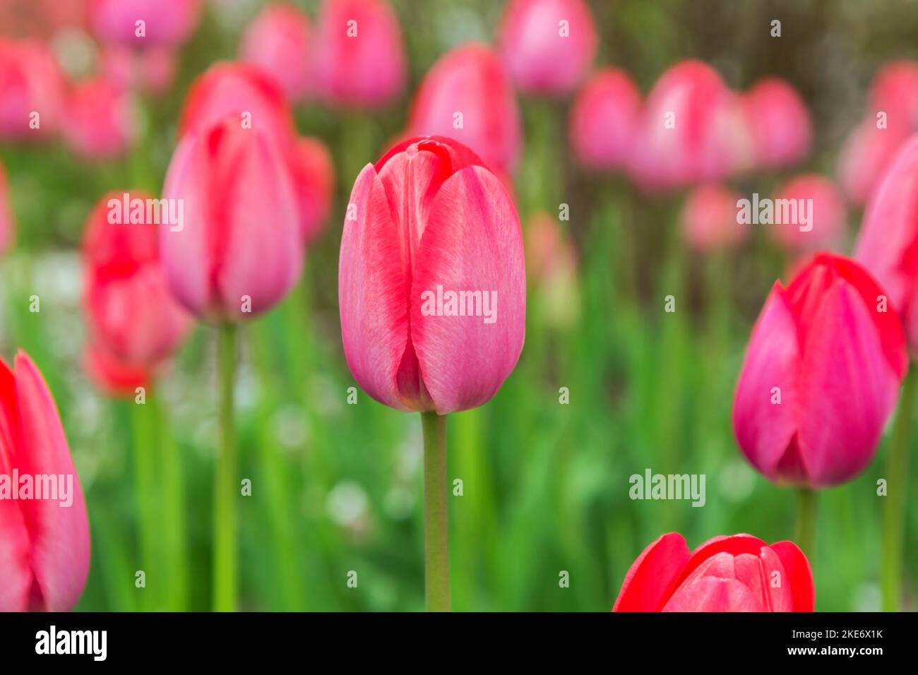 Rötlich-rosa Tulipa - Tulpe im Bett von Tulipa - Tulpen im Frühling. Stockfoto