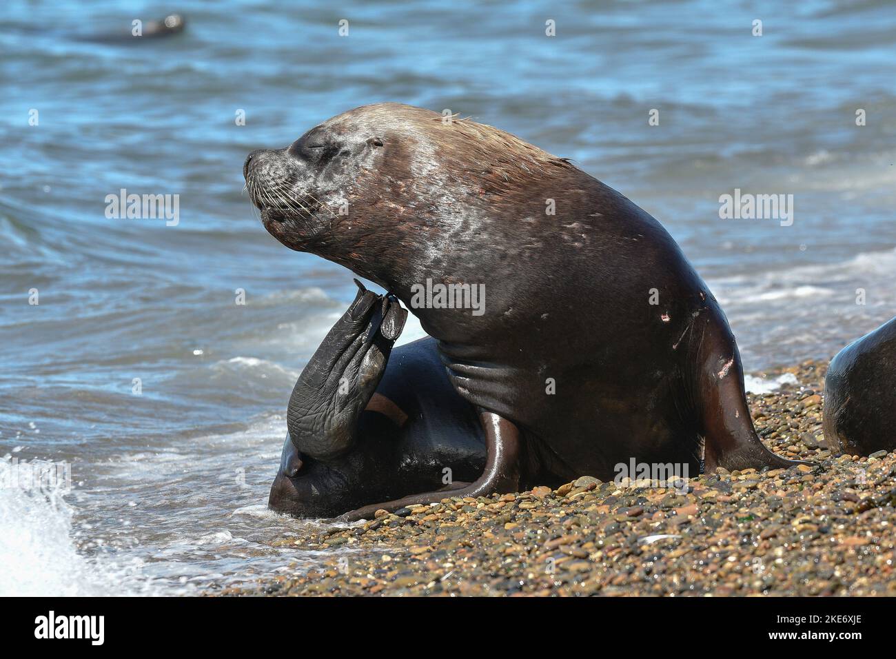 Seelöwen, Peninsula Valdes, Patagonien, Argentinien. Stockfoto