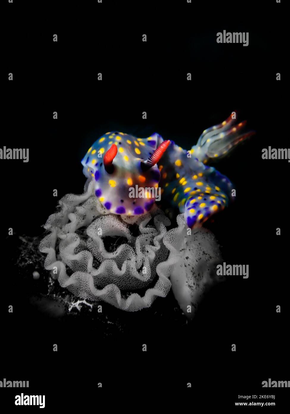 Eine vertikale Aufnahme eines weichen Nudibrans mit blauen und gelben Flecken auf schwarzem Hintergrund Stockfoto