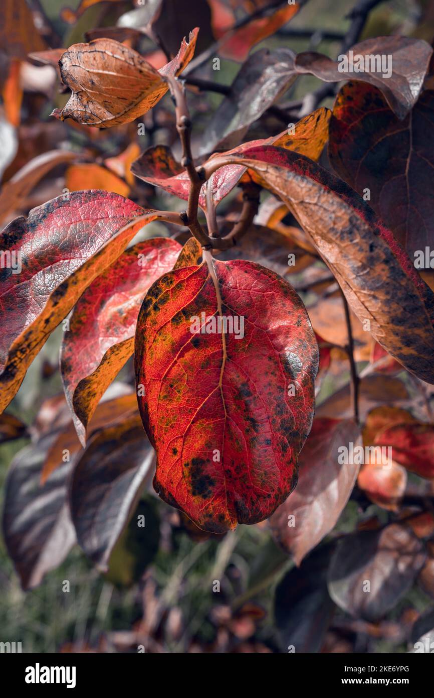Herbstblätter mit schönen warmen Farben in Rot- und Goldtönen, die auf einem Kakimonenbaum hängen, der vom Sonnenlicht mit selektivem Fokus beleuchtet wird Stockfoto