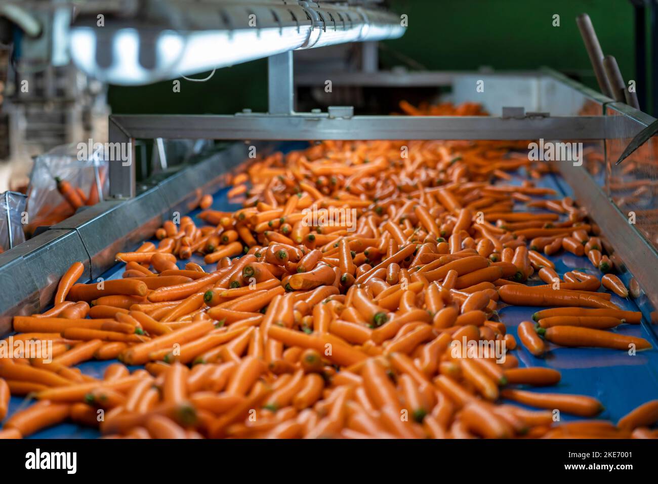 Gewaschene Karotten, die vor der Markteinführung auf dem blauen Förderband im Verpackungshaus unterwegs sind. Sortieren, Wiegen und Verpacken von Karotten. Stockfoto