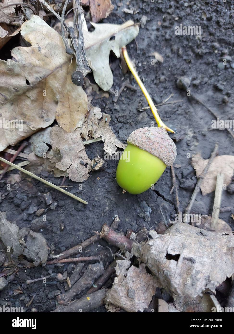 Eine grüne Eichel liegt auf dem Boden, umgeben von Urlaub. Hochwertige Fotos Stockfoto