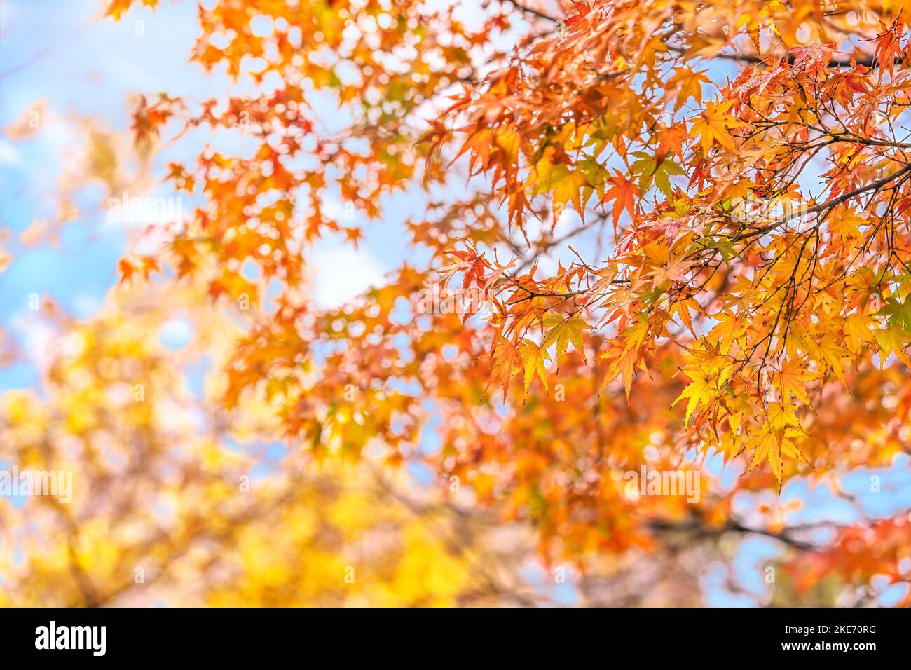 Zweige japanischer Ahorn-Momiji-Blätter, die während der Herbstsaison mit gelben, orangen und roten Farbabstufungen gegen einen natürlich unscharfen Rücken gefärbt sind Stockfoto