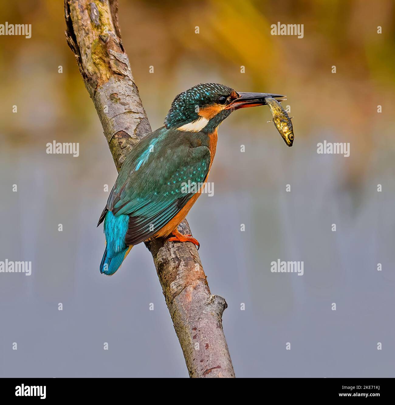 Eisvogel Stockfoto