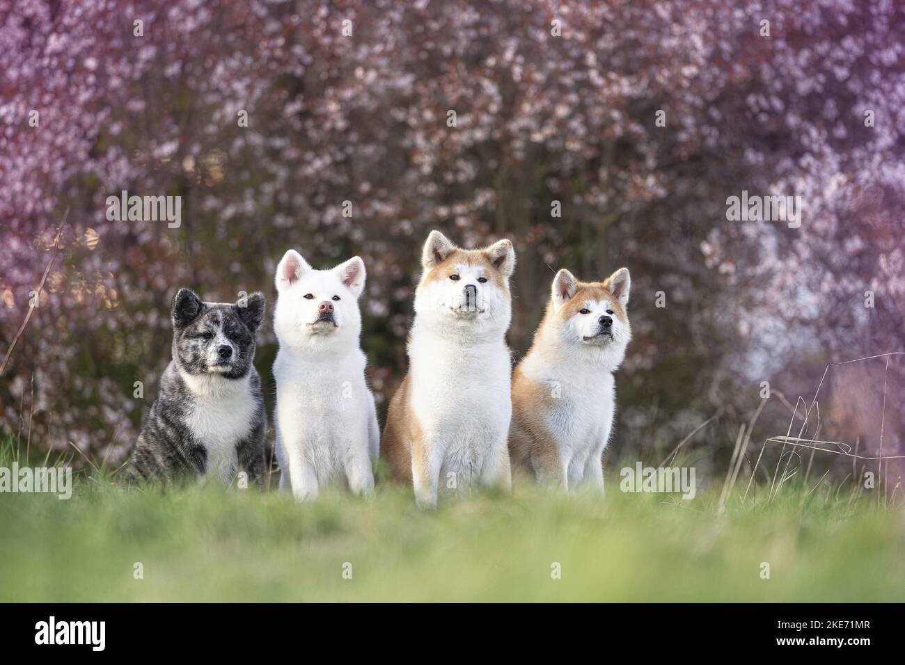 4 Akita Inus Stockfoto