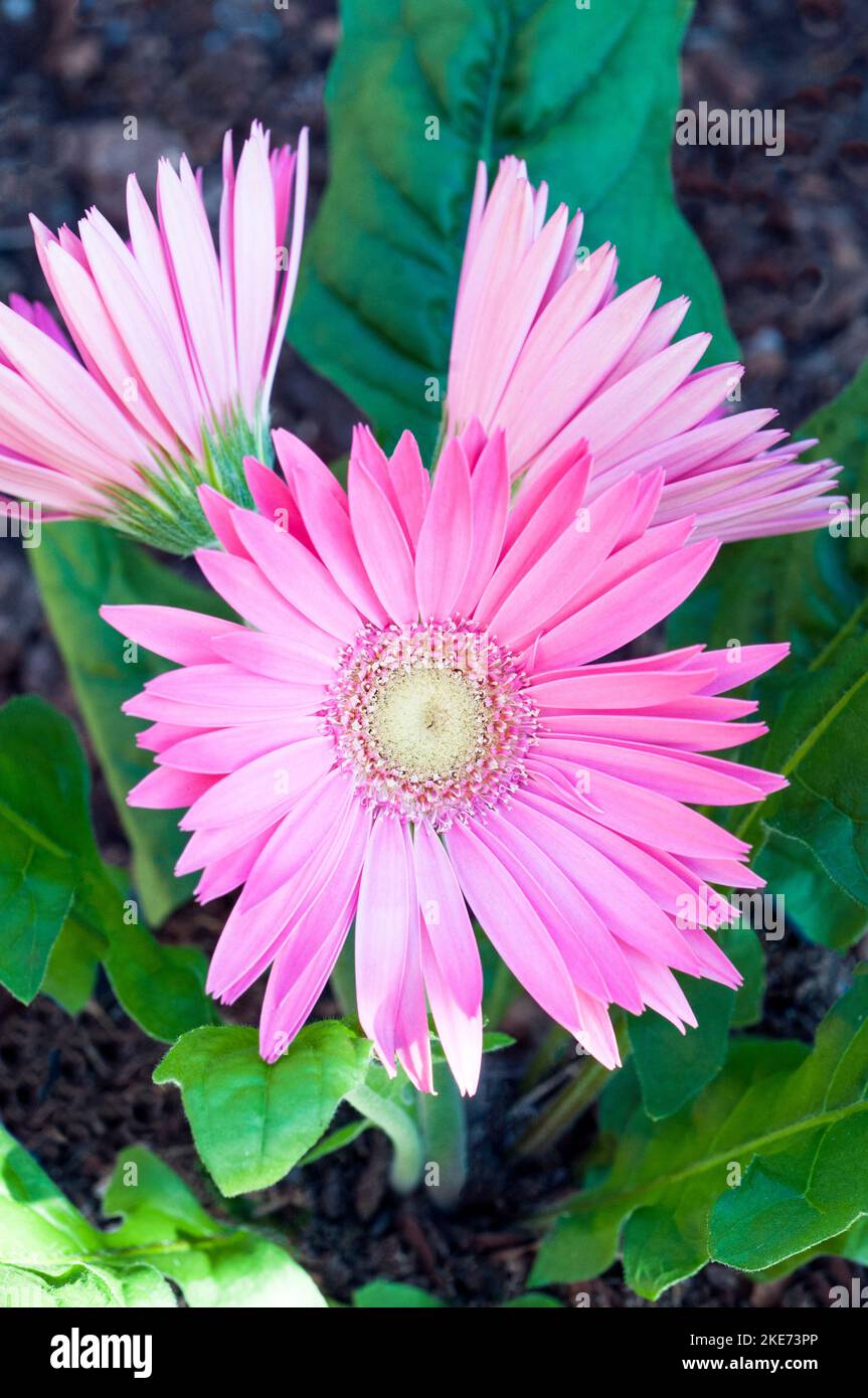 Gerbera jamesonii mit rosa Blüten auch Barberton-Gänseblümchen oder Transvaal-Gänseblümchen Ein Klumpen, der immergrün blüht und frostzart ist Stockfoto