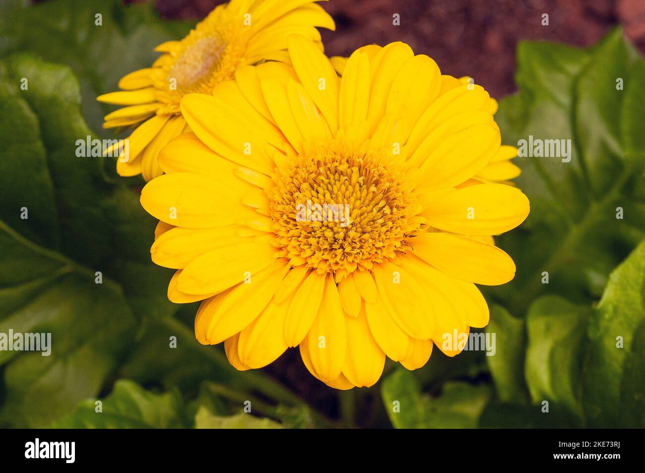 Gerbera jamesonii mit gelben Blüten auch Barberton Daisy oder Transvaal Daisy Ein Klumpen, der immergrün bildet, der durch den Sommer blüht und frostzart ist Stockfoto