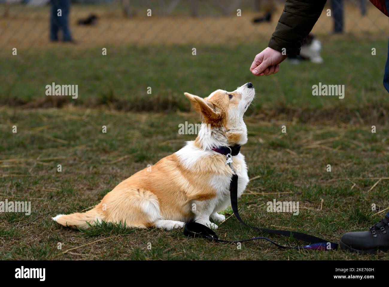 Porträt eines jungen Hundecorgis. Kleiner niedlicher Hund.Corgi sitzt auf Gras. Stockfoto