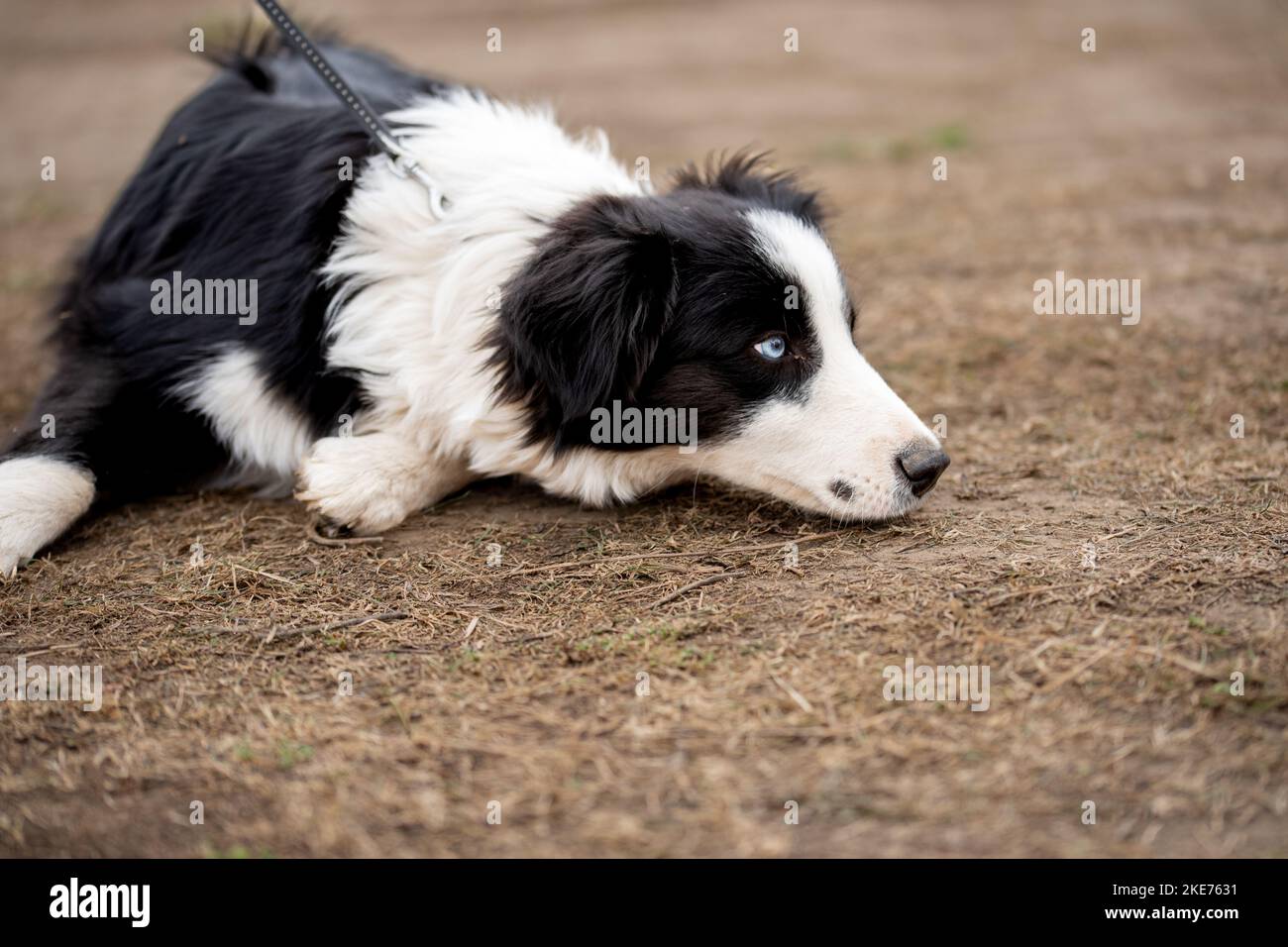 Portrait von niedlichen Welpen Hund Grenze Collie. Stockfoto