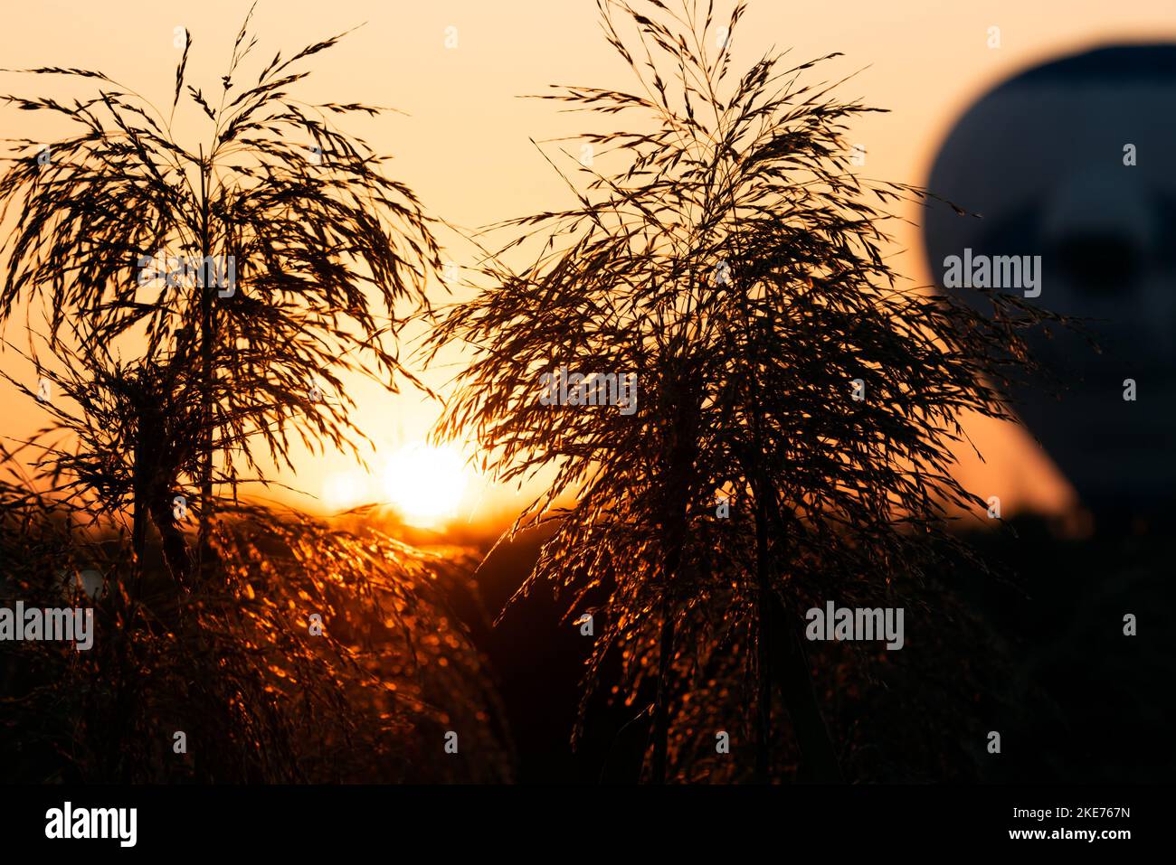 Die Sonne steigt hinter einem Heißluftballon und Gras während eines goldenen Sonnenaufgangs auf Stockfoto