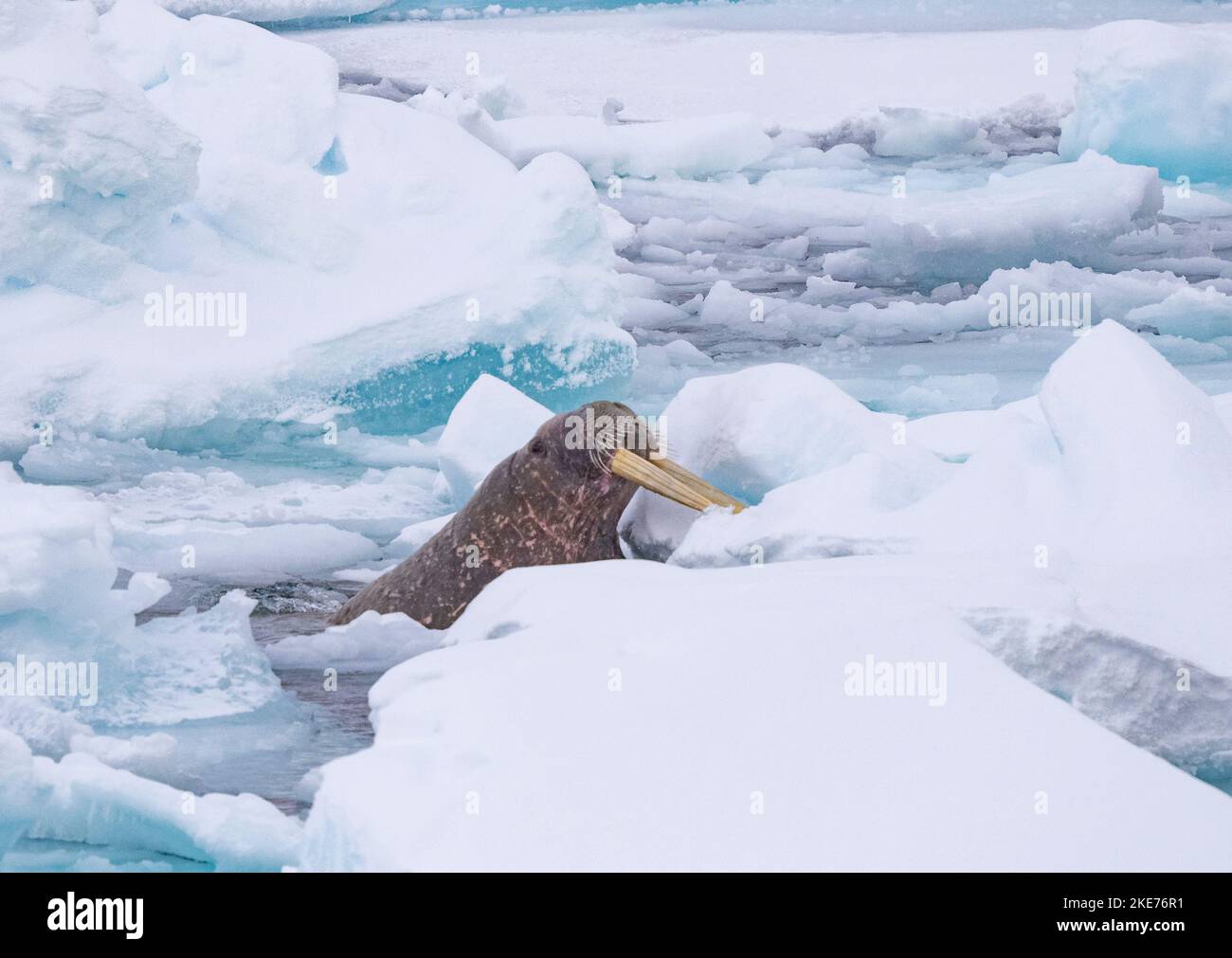 Walrus (Odobenus rosmarus), der aus dem Eisfluss hervortritt Stockfoto