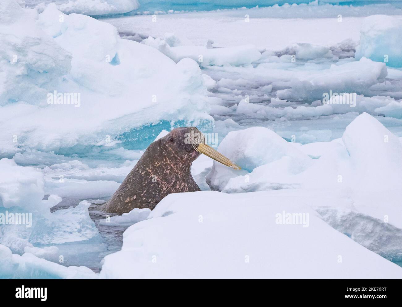 Walrus (Odobenus rosmarus), der aus dem Eisfluss hervortritt Stockfoto