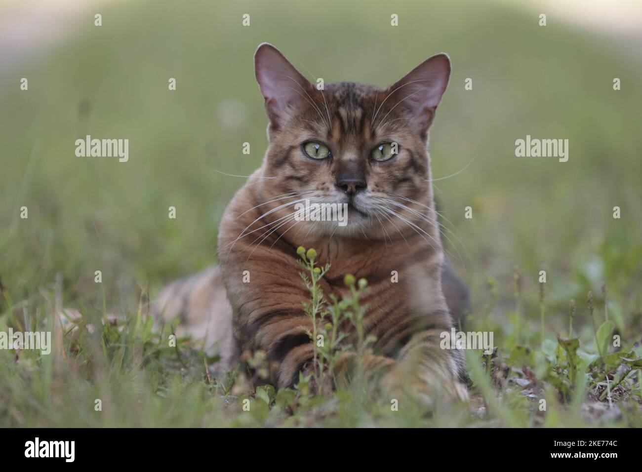 Liegender Toyger Stockfoto