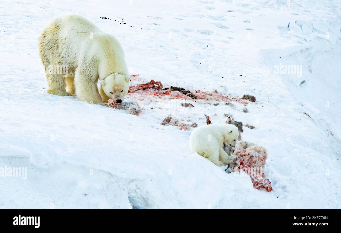 Tagged Eisbär (Ursus maritimus) Sau und Junge füttern an einem Rentier töten Stockfoto