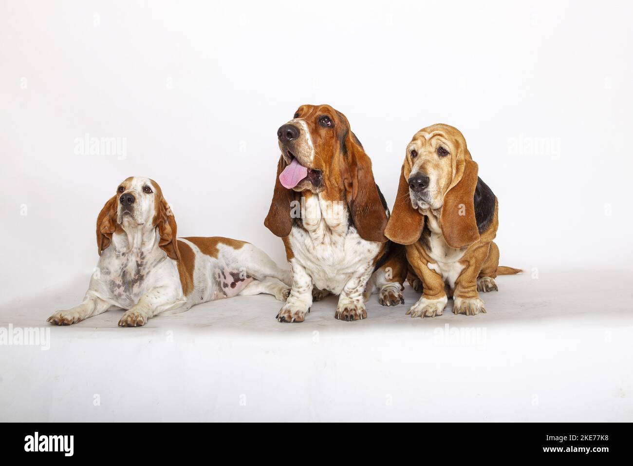 3 Basset Hounds Stockfoto