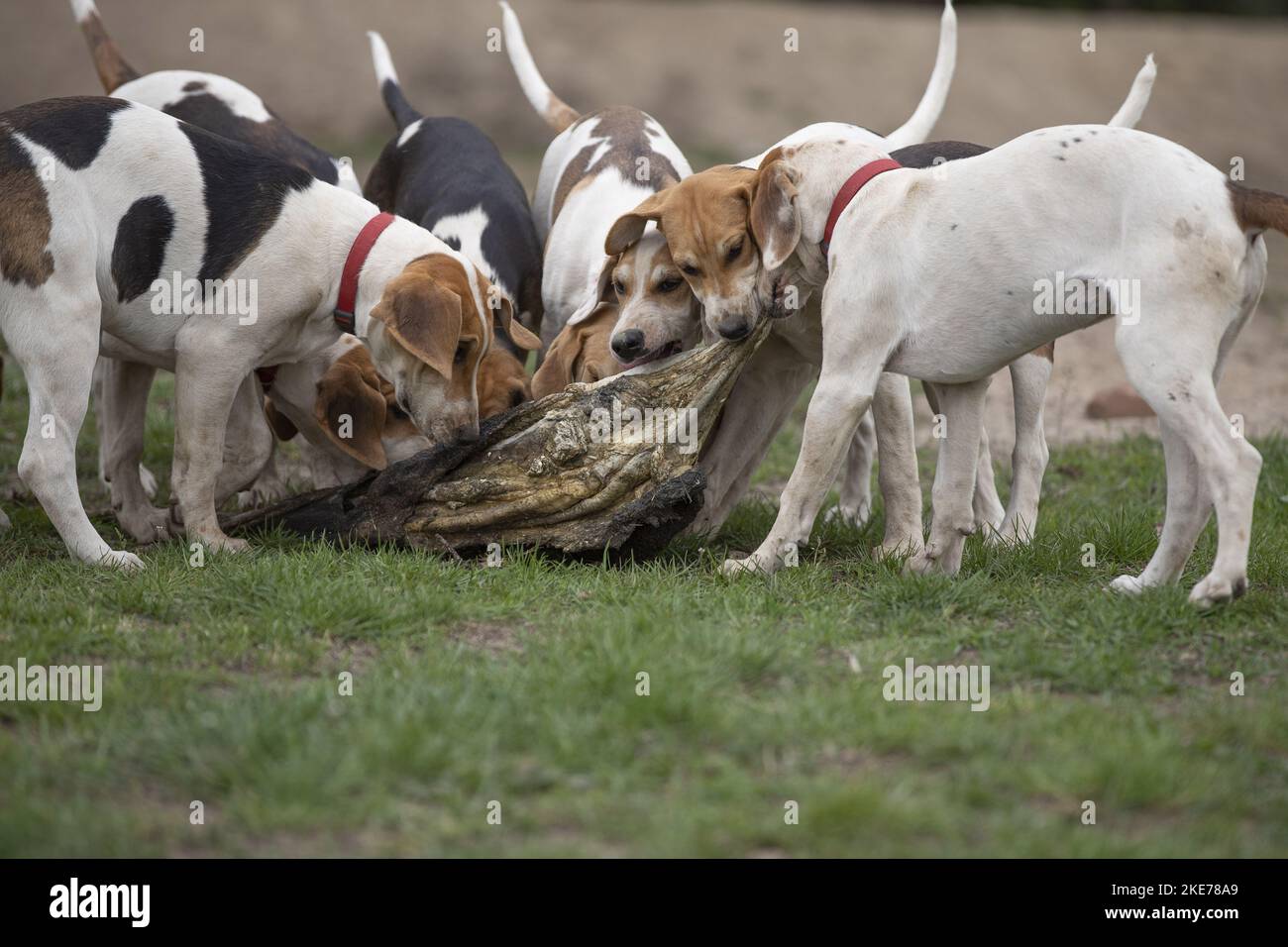 English Foxhounds Stockfoto