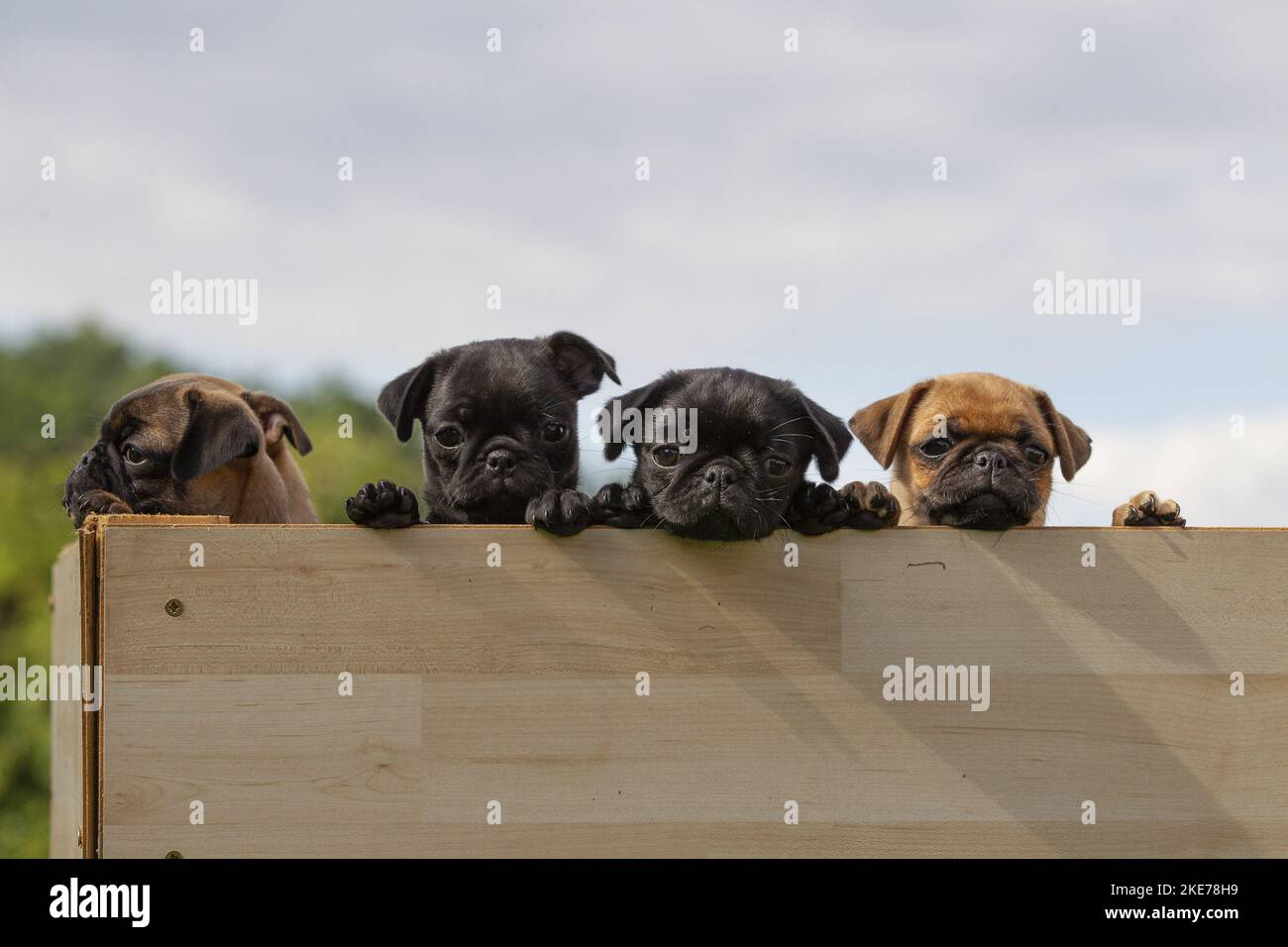 Pug Welpen Stockfoto