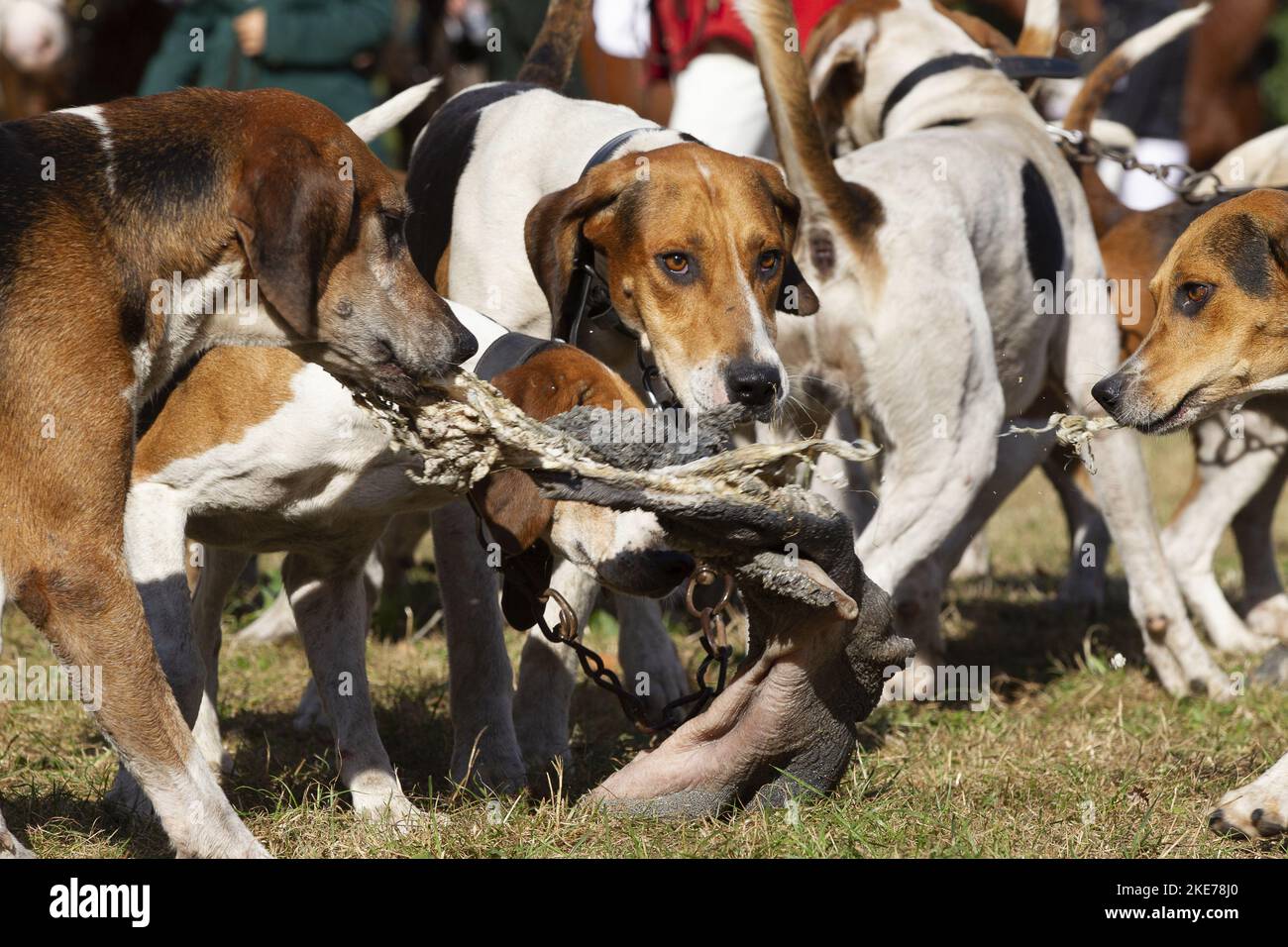 Englische Foxhounds jagen Stockfoto