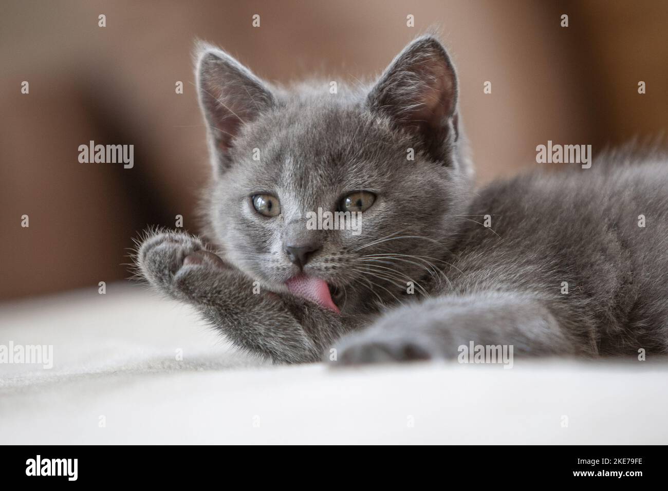 Chartreux Kitten Stockfoto