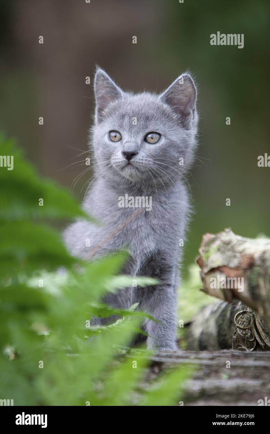 Chartreux Kitten Stockfoto