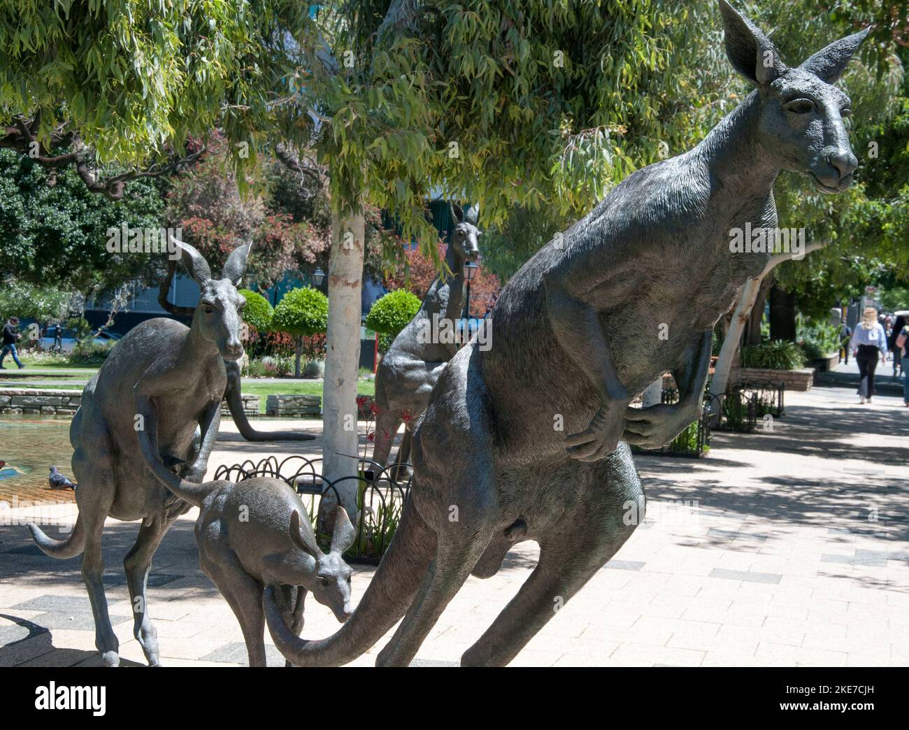 Bronzeskulpturen von Western Grey Kängurus in den Stirling Gardens auf der St. Georges Terrace, Perth, Westaustralien Stockfoto