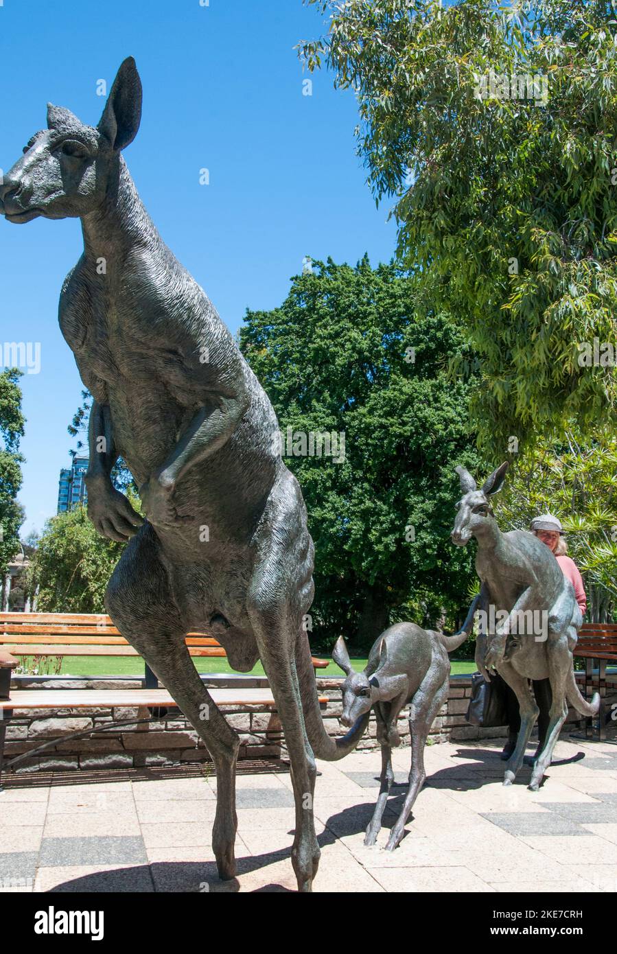 Bronzeskulpturen von Western Grey Kängurus in den Stirling Gardens auf der St. Georges Terrace, Perth, Westaustralien Stockfoto
