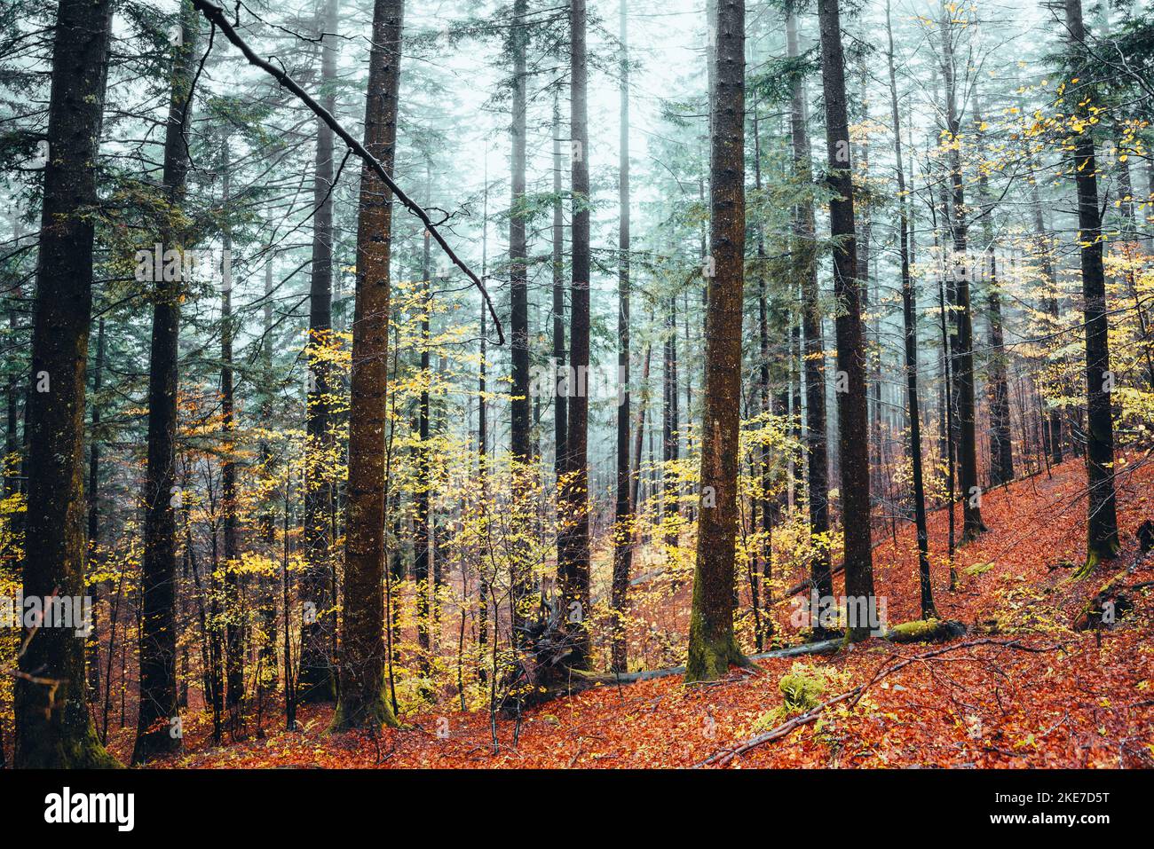 Foreste Casentinesi, Italien. Wald im Herbst, geheimnisvolle Stimmung. Stockfoto